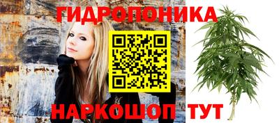 шишки Свободный